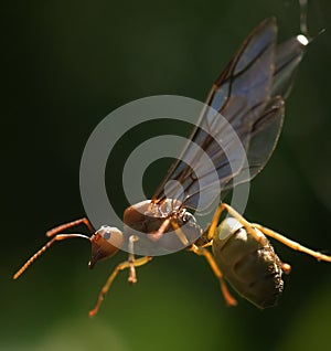 Ant queen trapped on a spider web