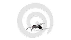 Ant queen with wings, seamless loop 4K, against white