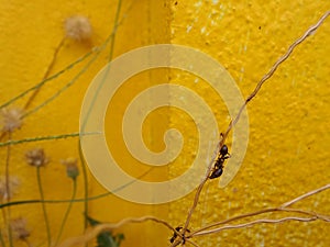 Ant on rass flowers on yellow wall background