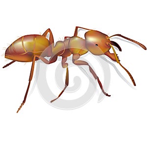 Ant realistic detailed