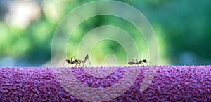 Ant red on Green background, Red imported fire ant,Action of fire ant