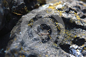 An ant on a rocky stone among lichen.