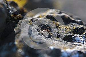 An ant on a rocky stone among lichen.