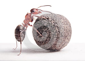 Ant rolls heavy stone