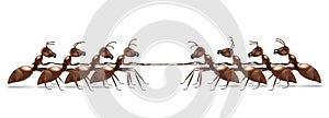 Ant rope pulling business or sport competition