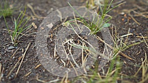 Ant Running On The Ground Between Grasses