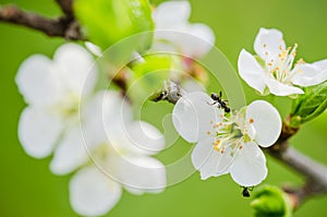 The ant runs on a blossoming branch of plum