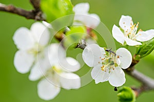 The ant runs on a blossoming branch of plum