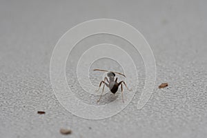 Ant Runs Home. Macro Photography