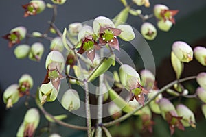 ant\'s-eye view of cathedral bells flowers. A Succulent Plant Species of the Crassulaceae Family in the photo