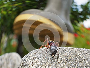 ant's life is danger