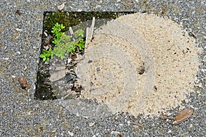 The ant's nest made by white sand