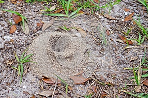 The ant's nest made by white sand