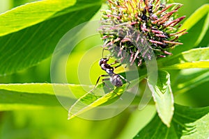 An ant scrambles over a clover flower. Close-up photo.