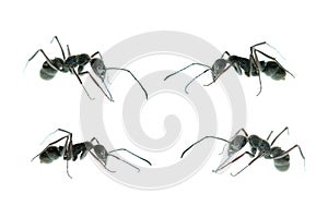 Ant side view set