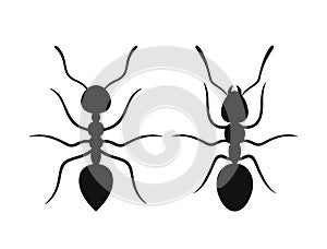 Ant silhouette. Isolated ants on white background