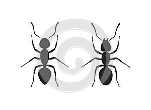 Ant silhouette. Isolated ants on white background