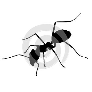 Ant silhouette isolated on white background