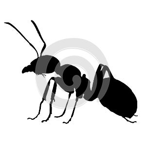 Ant silhouette isolated on white background