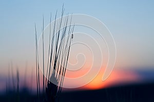 Ant sits on the ear of wheat on sunset background