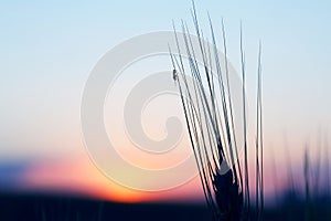 The ant sits on the ear of wheat on sunset background