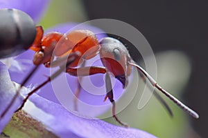 An ant sits on a flower on a dark background.