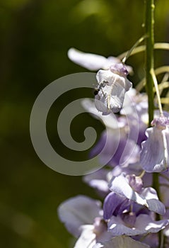 Ant Sits in Sunshine on Wisteria Bloom