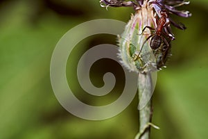 Ant sits on an undisclosed flower. Green background