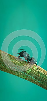 An ant sitting on a tree branch