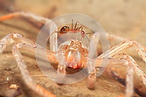 Ant and spider cocoon