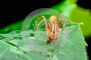 Ant spider (males)