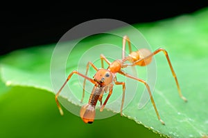 Ant spider (males)