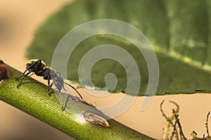 Ant standing in a green stick with a green leaf behind. Macro photography. Formicidae