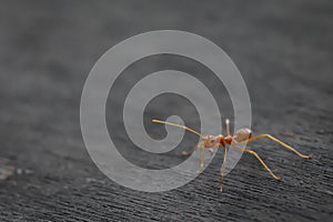 Ant standing on wooden floor