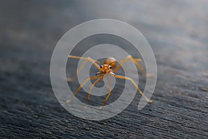 Ant standing on wooden floor