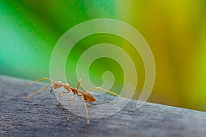 Ant standing on wooden floor