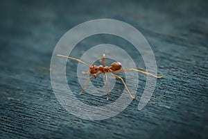 Ant standing on wooden floor