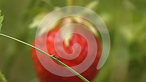 Ant and strawberries. Close-up. Focus in.