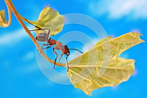 An ant systematically runs along a grass stalk against a blue sky background.