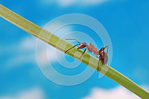 An ant systematically runs along a grass stalk against a blue sky background.