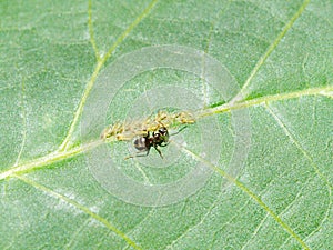 Ant tending aphids group on leaf