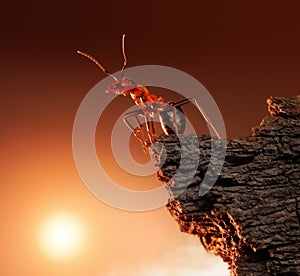 Ant on top of rock, mountain peak, concept