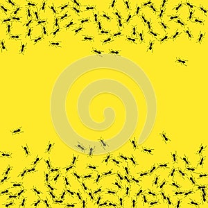 Ant trail background. Ants colony teamwork concept. Insect group isolated.