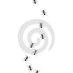 Ant trail colony on white background