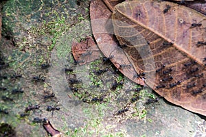 Ant trail in a forest covering Maderas volcano on Ometepe island, Nicarag