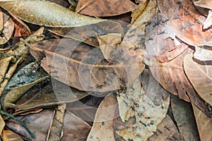 Ant trail in a forest covering Maderas volcano on Ometepe island, Nicarag photo