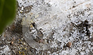 Ant transporting eggs
