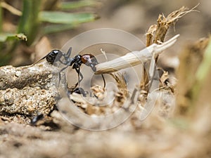 Ant transporting a straw