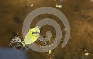 Ant Trapped on Leaf in Pond