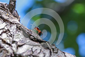 Ant on tree trunk